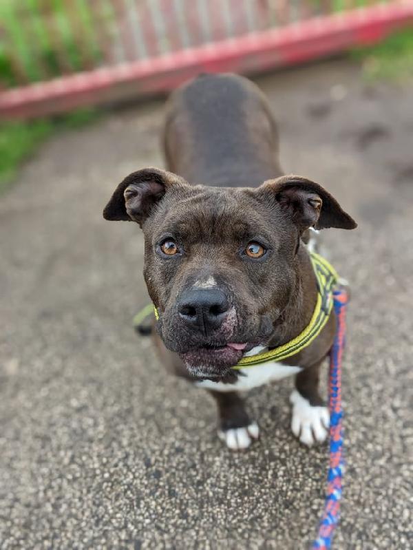 Mila, simil Pitbull 5 anni – taglia media, dolcissima Foto 3